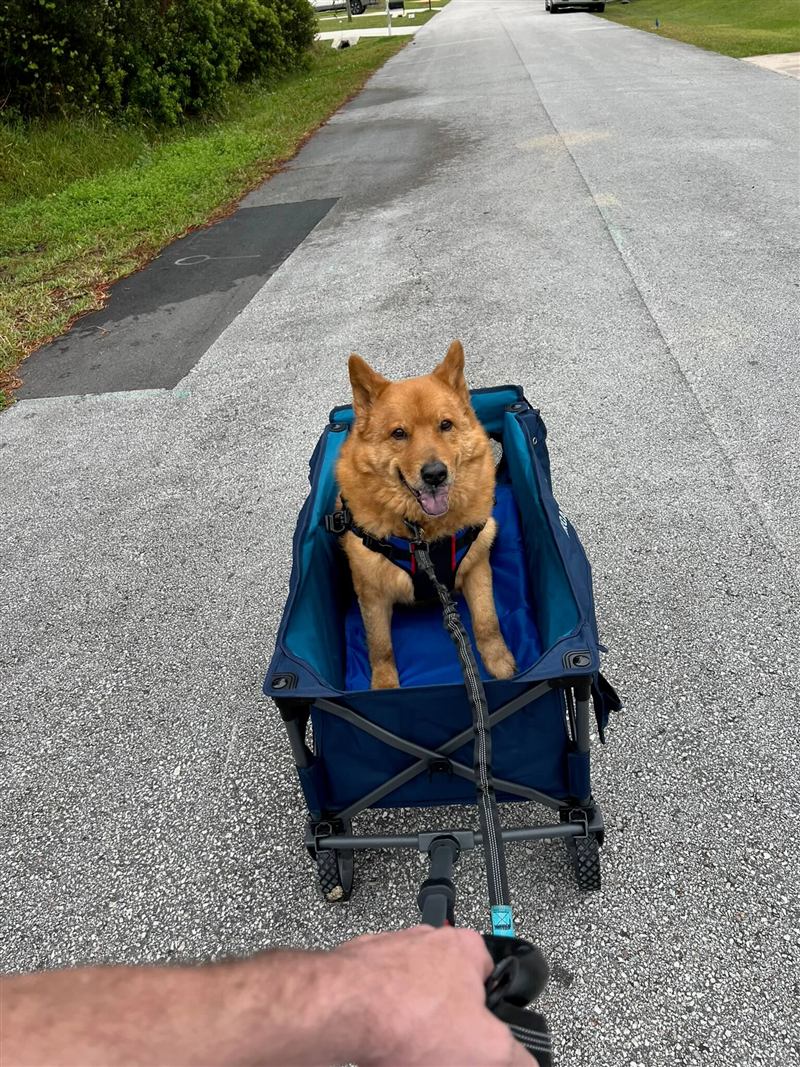 Figgy riding in a small blue wagon on a neighborhood walk, ears up and happy.