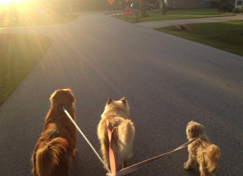 Sammy, Buddy, and Maggie, the founders' first three dogs, walking on leashes into low golden sunlight.