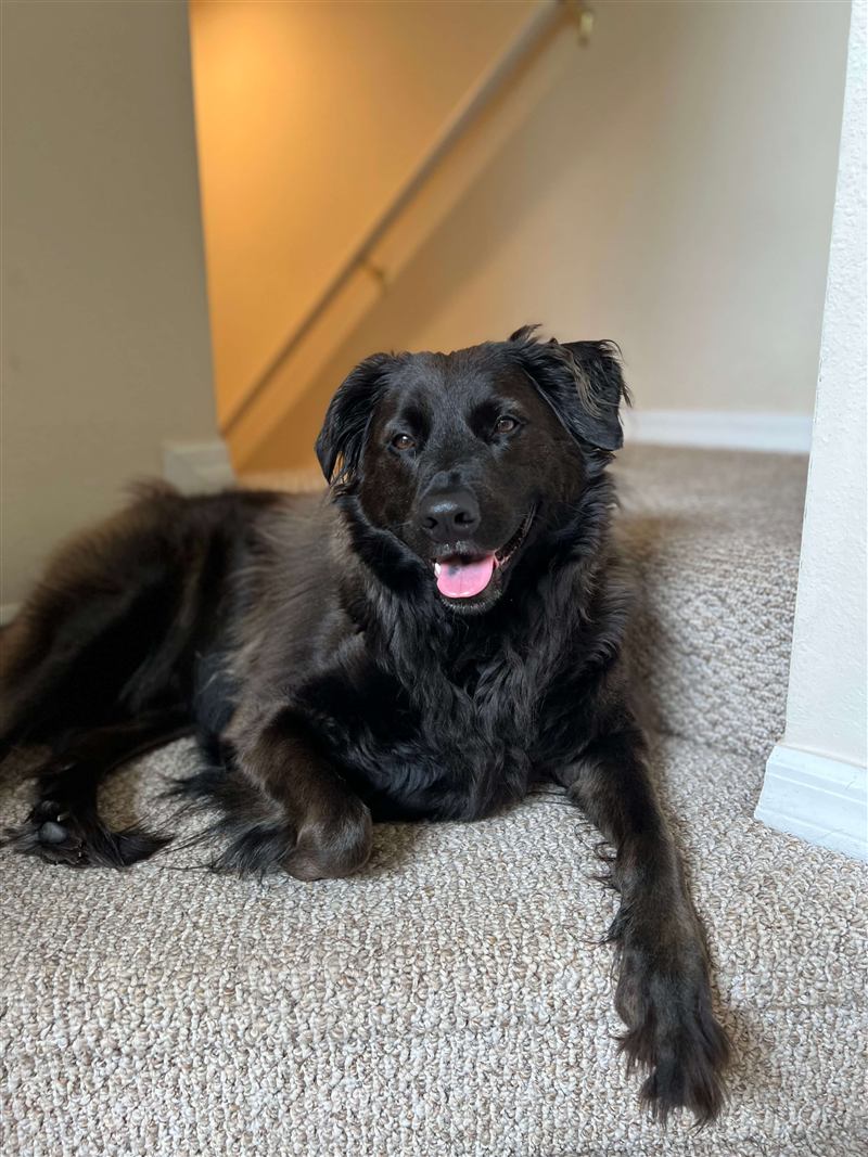 Jack, a fluffy black Lab mix, lying on carpeted stairs with his tongue out.