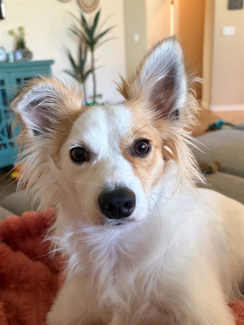 Pip, a small white and tan Chihuahua mix with big feathery ears, looking at the camera.