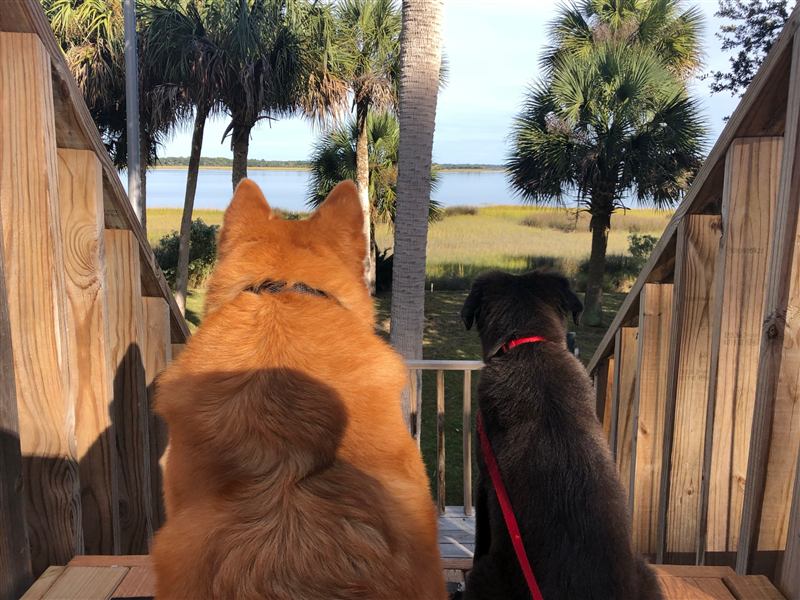 Figgy and Jack seen from behind, sitting side by side on wooden steps and looking out over a marsh with palm trees.