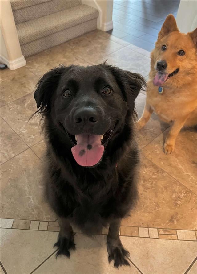Jack, a black Lab mix, sitting on tile and grinning at the camera while Figgy, a red Chow mix, smiles behind him.