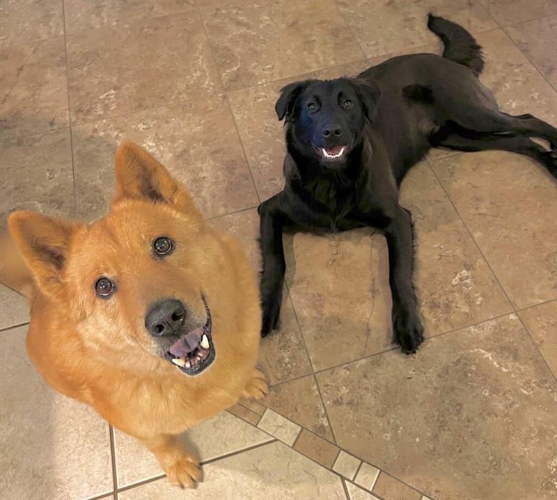 Figgy and Jack on the kitchen floor, both looking up at the camera expectantly.